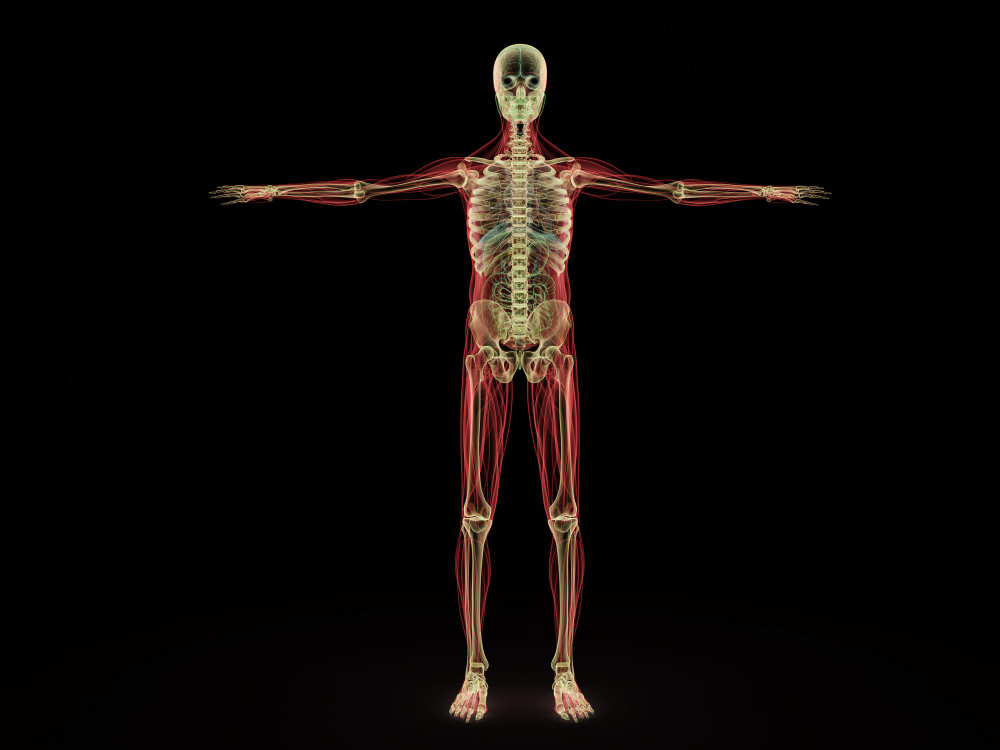 Anatomy focus